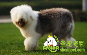 英国古代牧羊犬