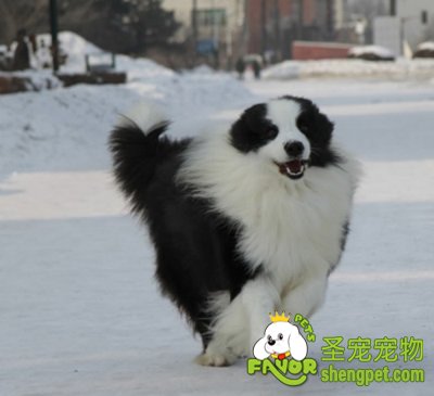 养狗狗的常规管理方法