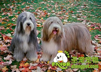 英国古代牧羊犬