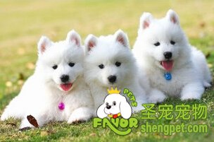 萨摩犬