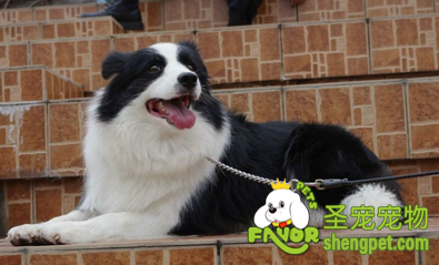 边境牧羊犬