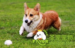 威尔士柯基犬