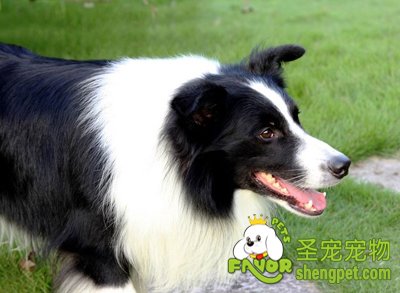 边境牧羊犬