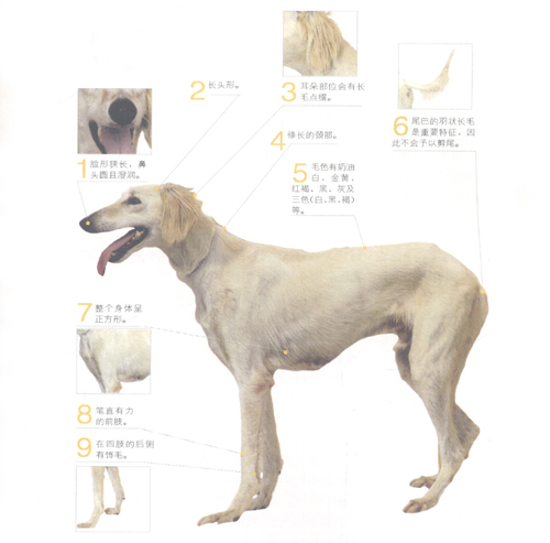 萨路基猎犬