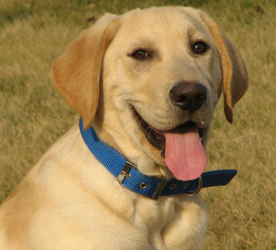 ����������Ȯ