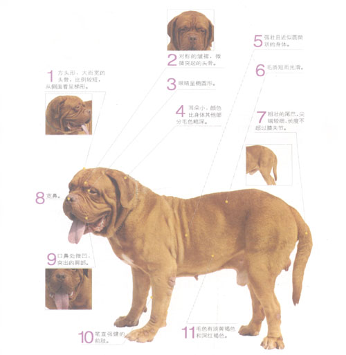 ������Ȯ