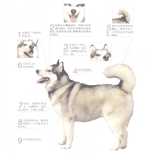 ����˹��ѩ��Ȯ