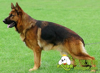 德国牧羊犬