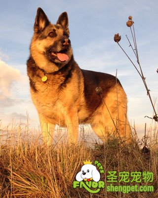 德国牧羊犬