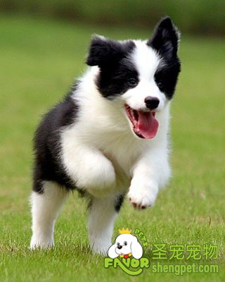 边境牧羊犬