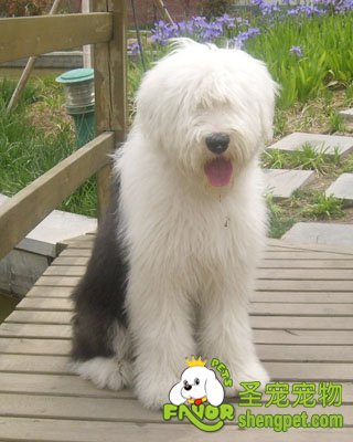 英国古代牧羊犬