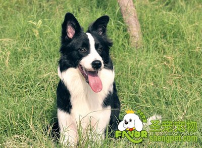 边境牧羊犬