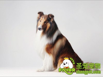 苏格兰牧羊犬