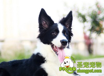 边境牧羊犬