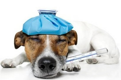 导致狗狗拉肚子原因有哪些