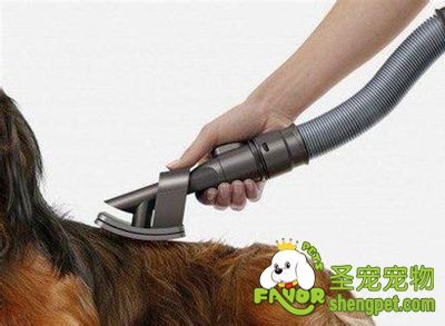 怎样帮狗狗吹干毛发