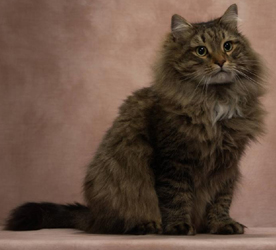 ��������è