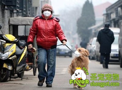 雾霾天遛狗全攻略