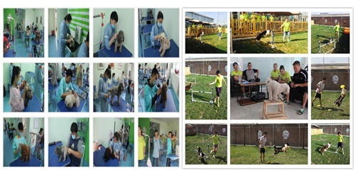 圣宠宠物店铺技术培训