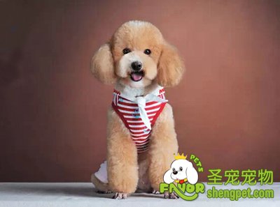 如何给狗狗挑选合适的衣服