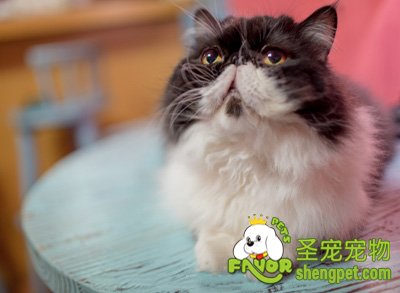 饲养猫咪需要注意什么