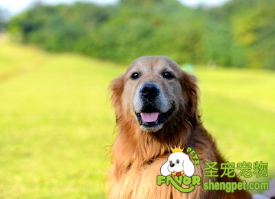 关于狗狗免疫与洗澡的注意事项