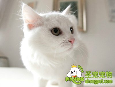 猫草的作用及种植方法