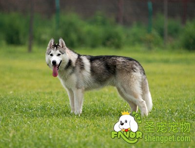 哈士奇的优缺点有哪些