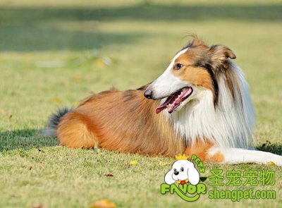 引起狗狗缺钙的原因