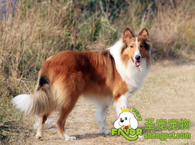 引起狗狗疥螨病的原因与表现症状