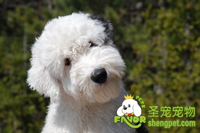 狗狗脱毛之正常掉毛的原因