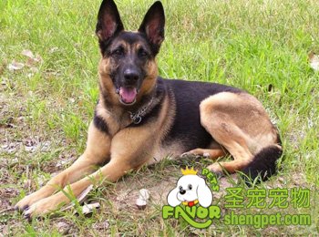 德国牧羊犬