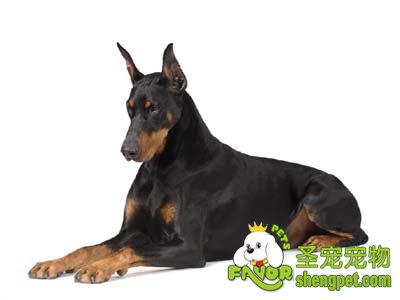 什么时候给狗狗立耳手术最好