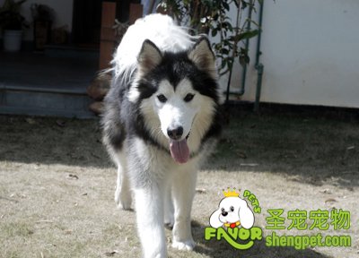 狗狗中毒后的不同表现症状