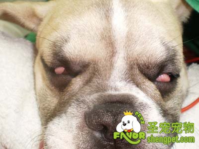 狗狗第三眼睑增生的表现症状