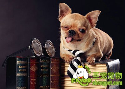 养狗狗有哪些需要花钱的地方(一)