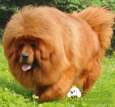 藏獒犬有哪些优点