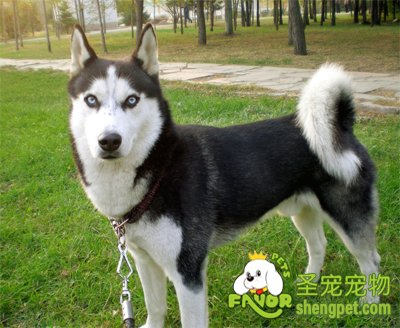 哈士奇该如何饲养