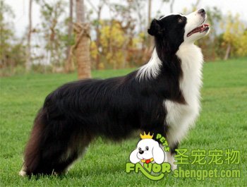 边境牧羊犬