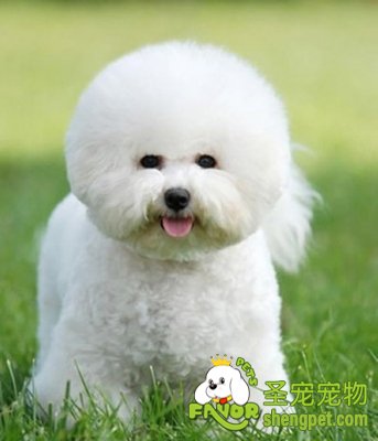 如何饲养比熊犬