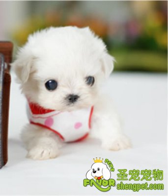 饲养茶杯犬需要注意什么