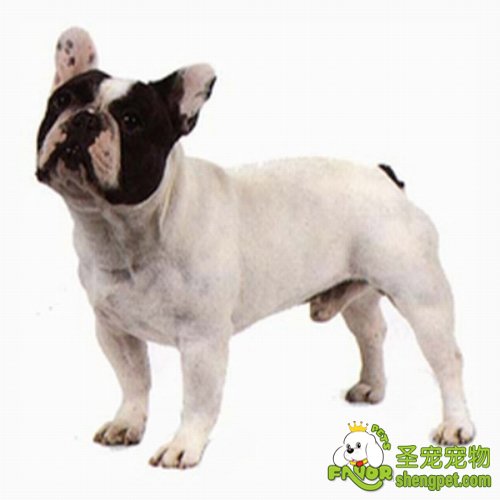 如何喂养斗牛犬