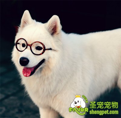 狗狗智商排名的原因