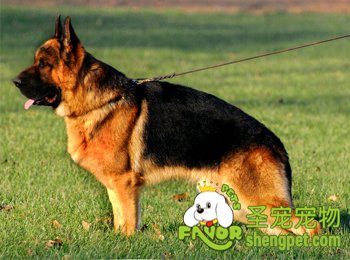 德国牧羊犬