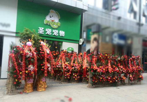 圣宠宠物江苏常州万达宠物店