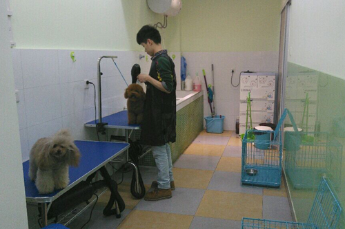 圣宠宠物江苏常州万达宠物店