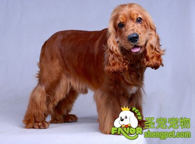 可卡犬好养吗?饲养可卡的注意事项_宠物店加