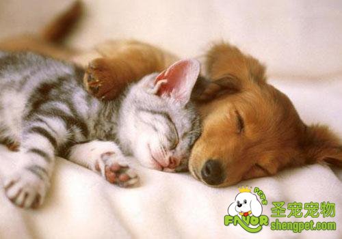 让狗狗猫咪和平相处的方法