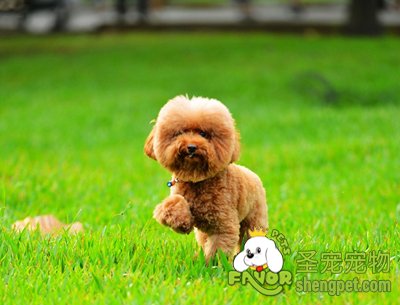 狗狗不爱吃狗粮的原因及解决方法