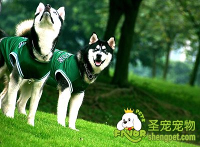 给哈士奇洗澡的注意事项